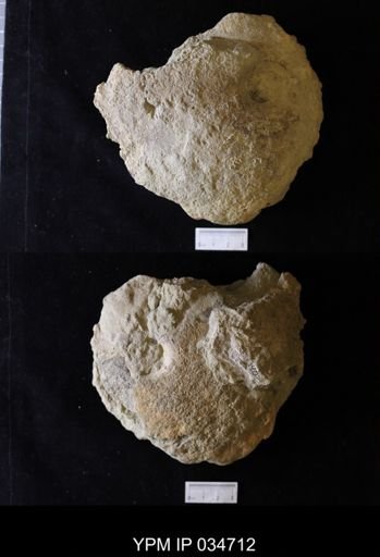 Placenticeras planum