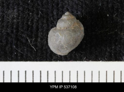 Viviparus montanaensis
