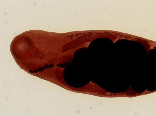 Renifer ellipticus