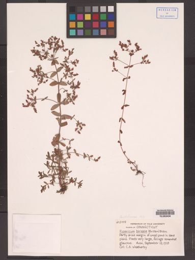 Hypericum boreale