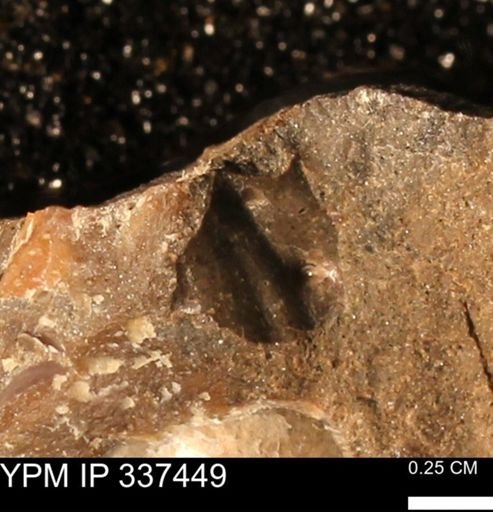 undet. Mollusca