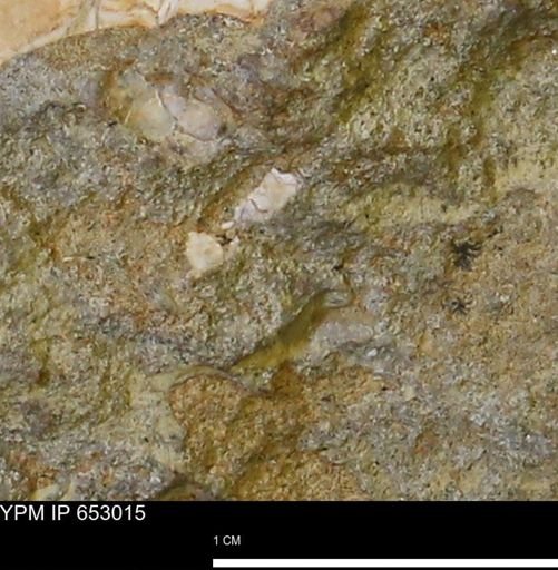 Mollusca
