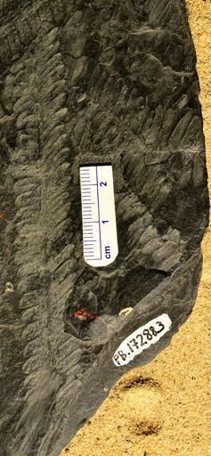 Pecopteris sp.