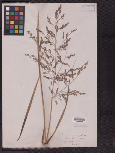 Panicum virgatum