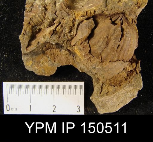 Orthorhynchula sp.