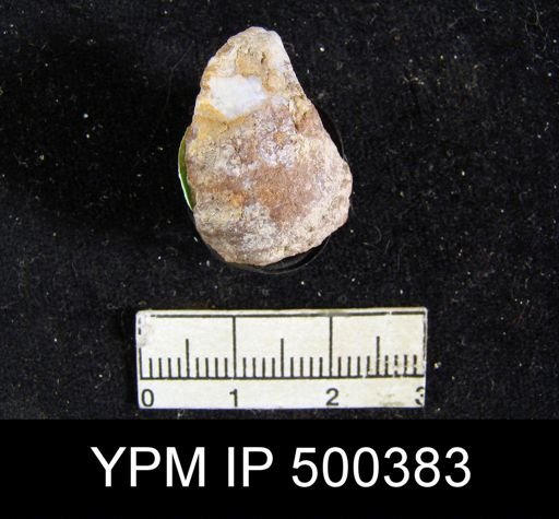 undet. Athyridoidea