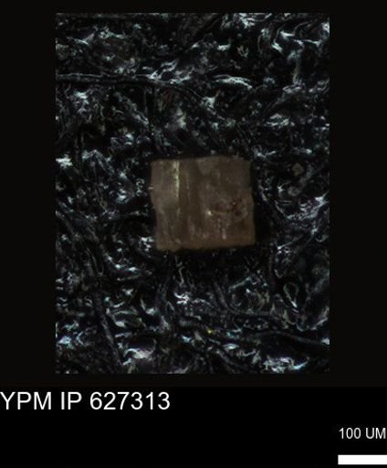 undet. Foraminiferida