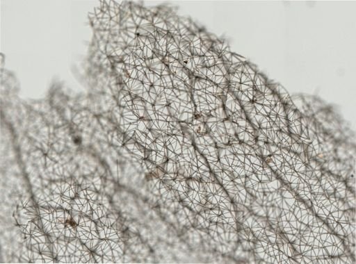 Oceanapia nodosa