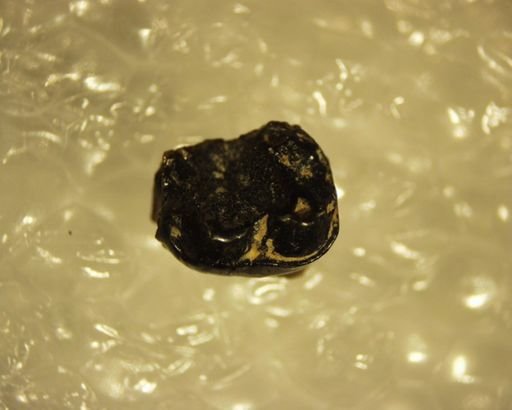 Pelycodus sp.