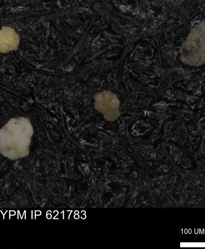 undet. Rugoglobigerinidae