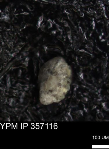 undet. Foraminiferida