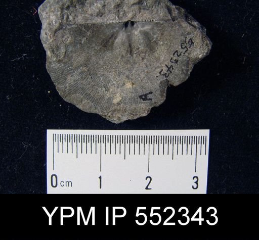 Leptostrophia planulata