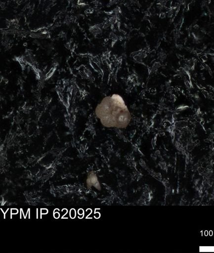 undet. Rugoglobigerinidae