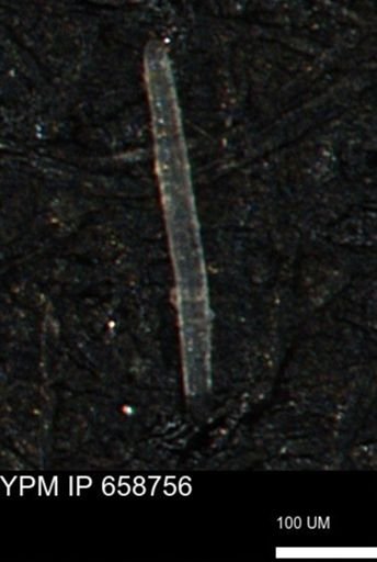 undet. Porifera