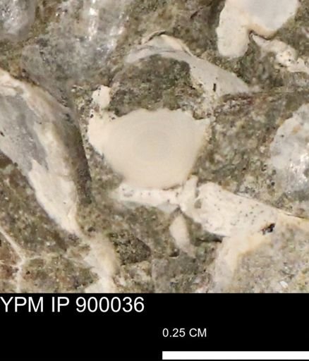 undet. Mollusca