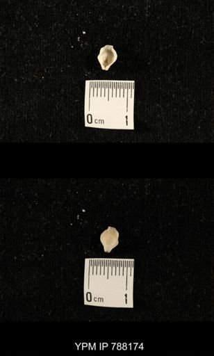 undet. Brachiopoda