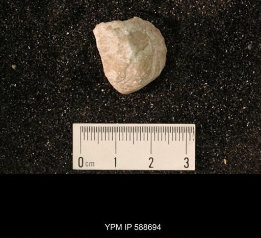 Strophomena sp.