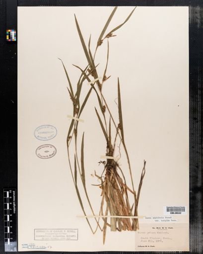 Carex amphibola