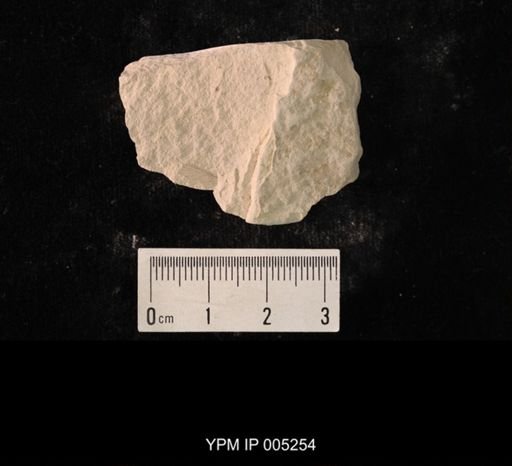 Paraprisca fragilis