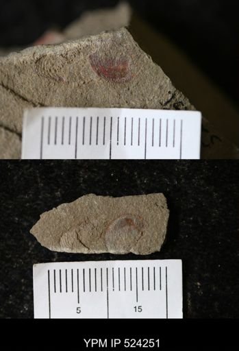 Problematica