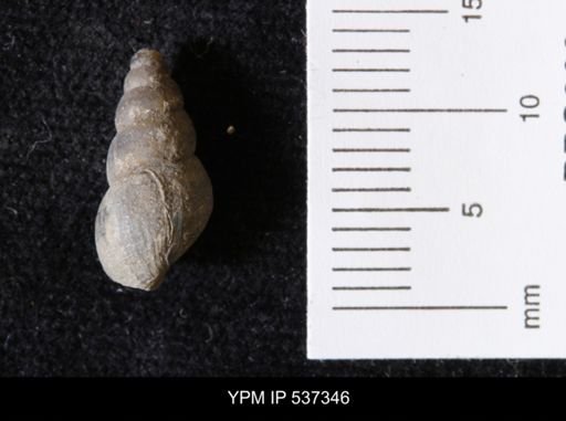 Goniobasis ortmanni