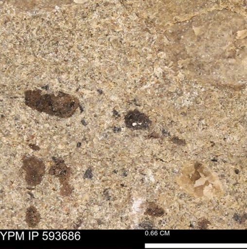Baculites sp.