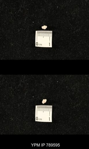 undet. Bryozoa