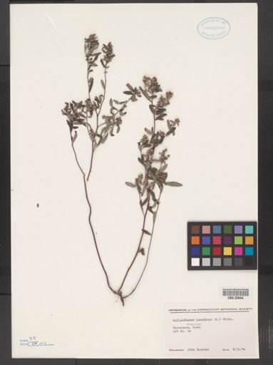 Helianthemum canadense