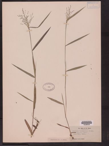 Panicum barbulatum