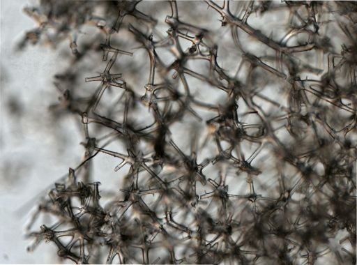Hexactinellida