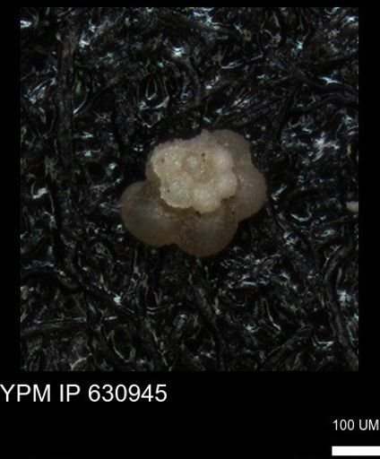 undet. Globigerinina