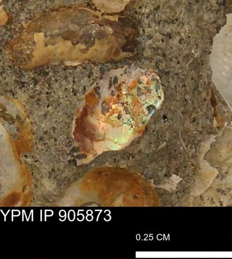 undet. Ammonoidea