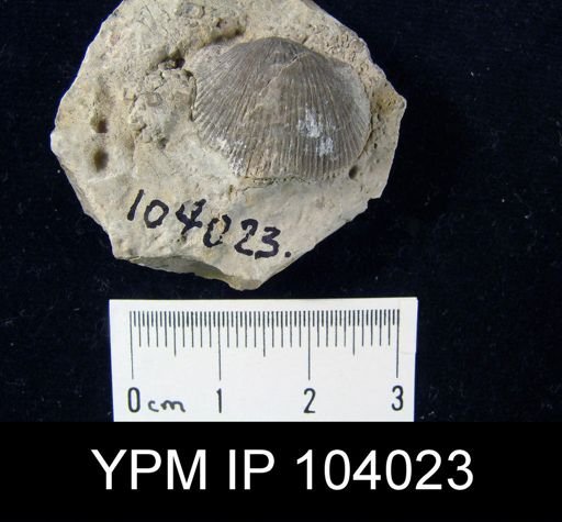 Hebertella maria