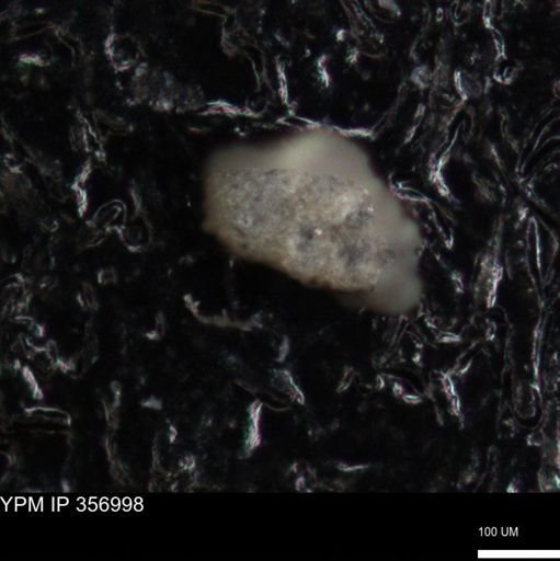 undet. Foraminiferida