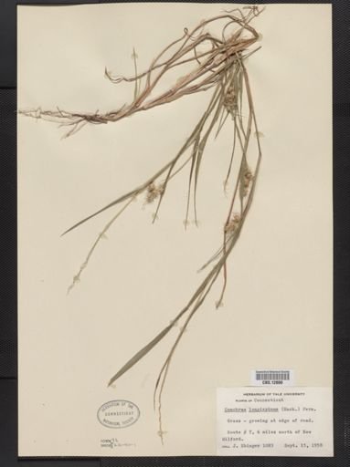 Cenchrus longispinus
