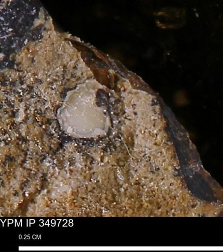 undet. Mollusca