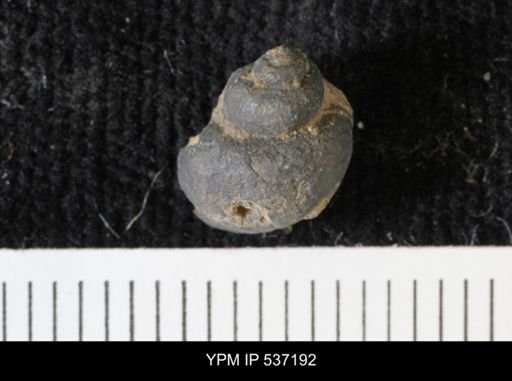 Viviparus montanaensis