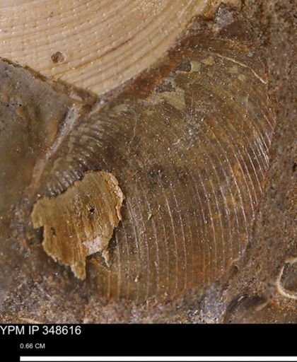 Limopsis striatopunctatus