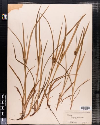 Carex