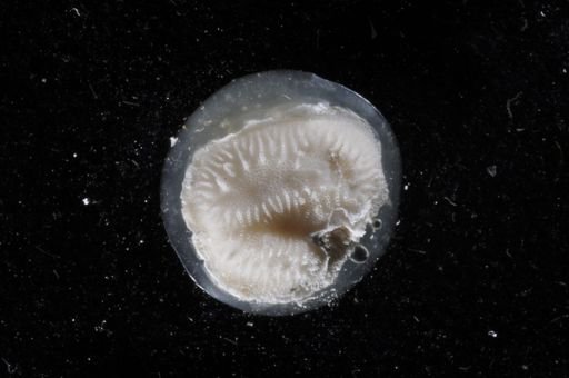Disporella californica