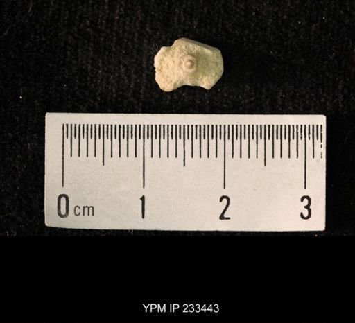 Archaeocidaris sp.