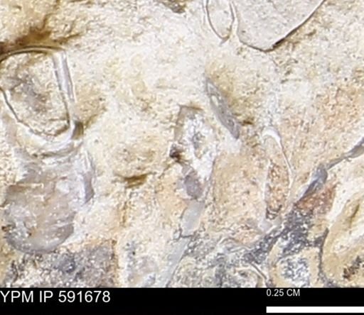 Serpulidae