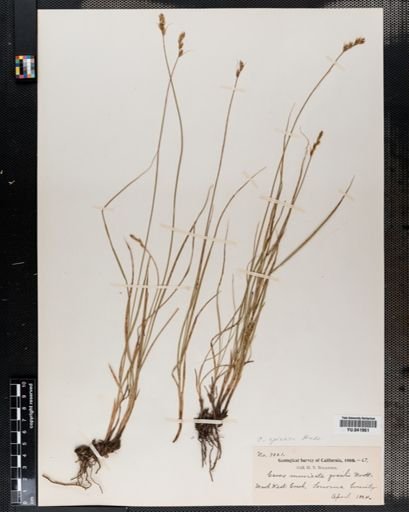 Carex spicata