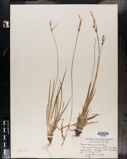 Carex communis