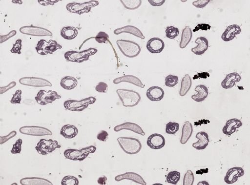 Apis mellifera