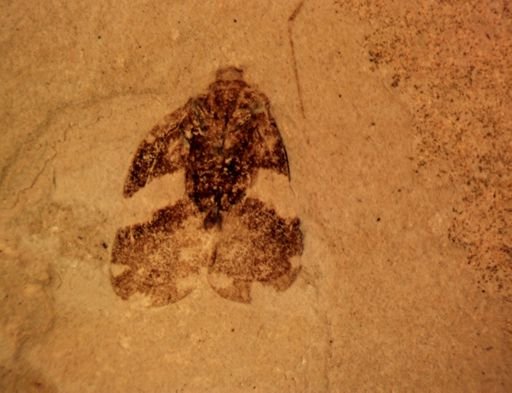 undet. Auchenorrhyncha