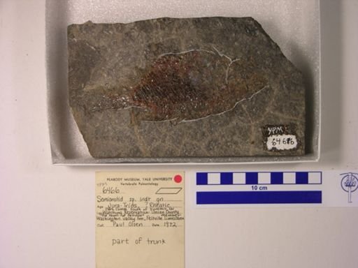 Semionotidae