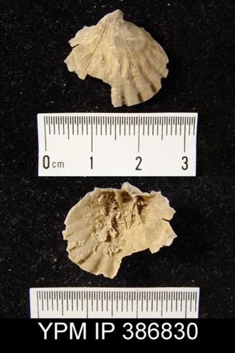 Meekella sp.