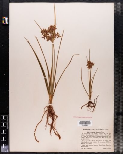 Cyperus dentatus