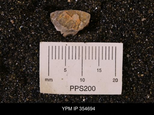 Pseudoptera subtortuosa